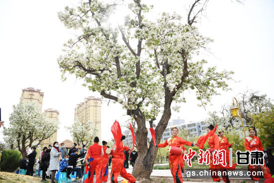 图为盛开如雪的梨花。 图为盛开如雪的梨花。