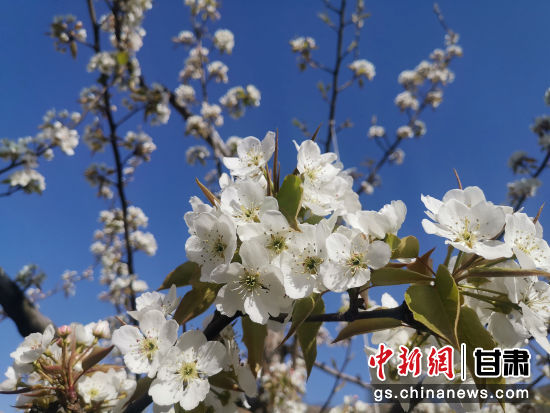 图为盛放的梨花。