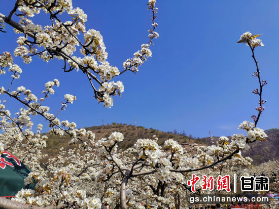 图为盛放的梨花。