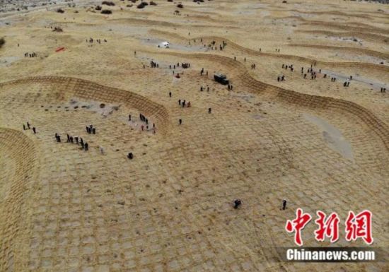 “草方格”上压沙植树。中新社记者 杨艳敏 摄